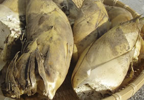Secret specialty of Tagami:Bamboo shoots